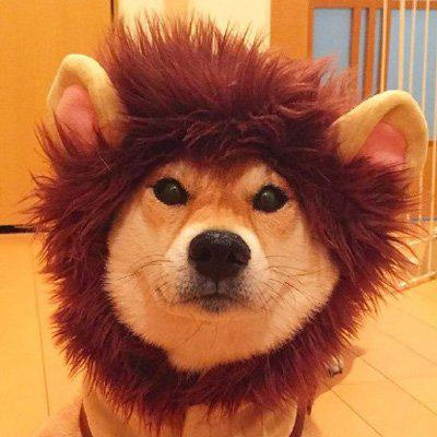 超级可爱的幼犬头像图片大全 蠢萌高清狗狗微信头像男女专用