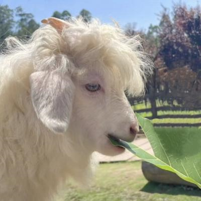 吸睛到了不起的动物头像大全 超可爱萌宠小动物头像高清图片