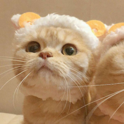 超可爱呆萌情侣猫咪图片大全 卡通男女猫咪情侣头像一对