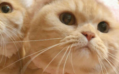 超可爱呆萌情侣猫咪图片大全 卡通男女猫咪情侣头像一对