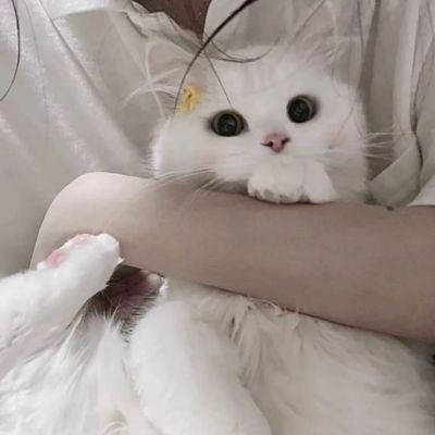 呆萌情侣高清卡通头像图片大全 简单可爱情头一左一右高清图片