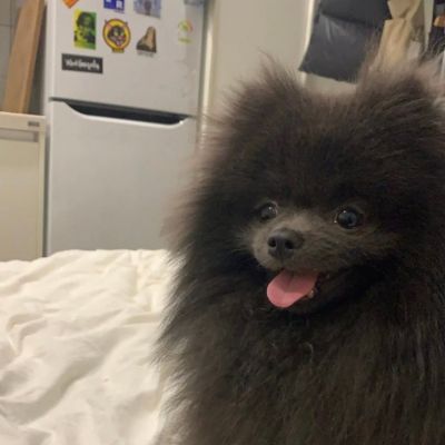 甜美情侣头像大全 可爱动物情侣头像图片
