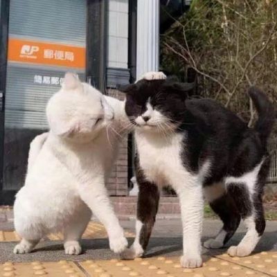 甜美情侣头像大全 可爱动物情侣头像图片