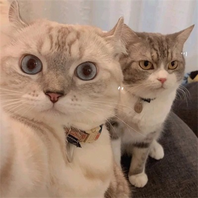 你都开始吃猫粮了 超萌猫咪情侣头像图片