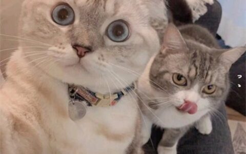 你都开始吃猫粮了 超萌猫咪情侣头像图片