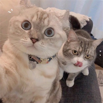 你都开始吃猫粮了 超萌猫咪情侣头像图片