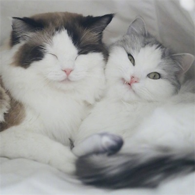 你都开始吃猫粮了 超萌猫咪情侣头像图片