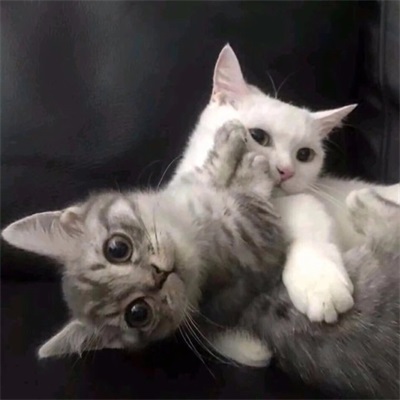你都开始吃猫粮了 超萌猫咪情侣头像图片