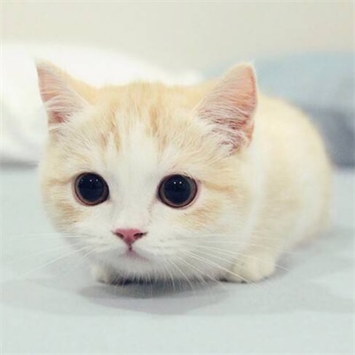 你都开始吃猫粮了 超萌猫咪情侣头像图片