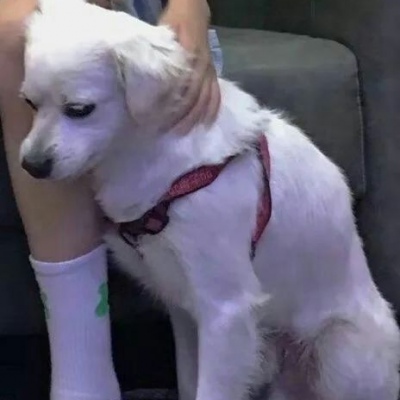 单身狗专磕 另类撒娇个性情侣头