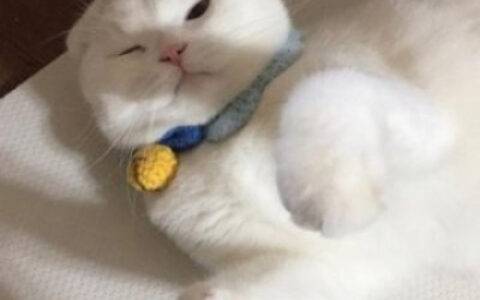可爱猫咪头像大全 超萌猫咪情侣头像一对两张