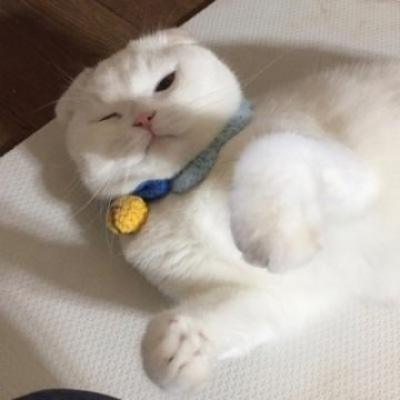 可爱猫咪头像大全 超萌猫咪情侣头像一对两张