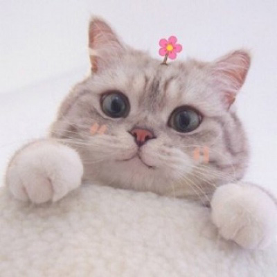 可爱猫咪头像大全 超萌猫咪情侣头像一对两张