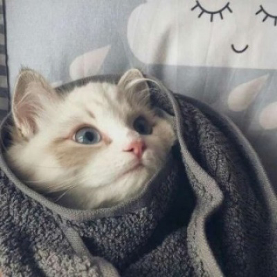 可爱猫咪头像大全 超萌猫咪情侣头像一对两张