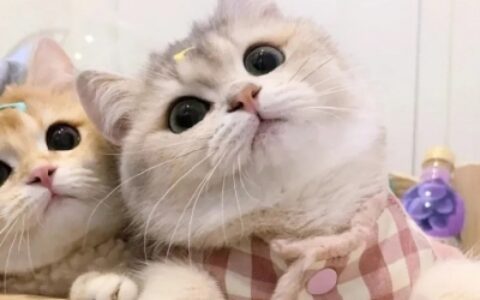 超萌可爱的猫咪治愈系情头图片