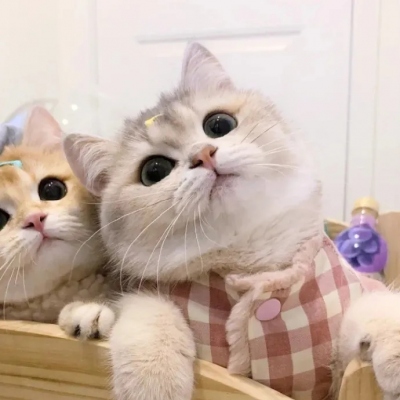 超萌可爱的猫咪治愈系情头图片