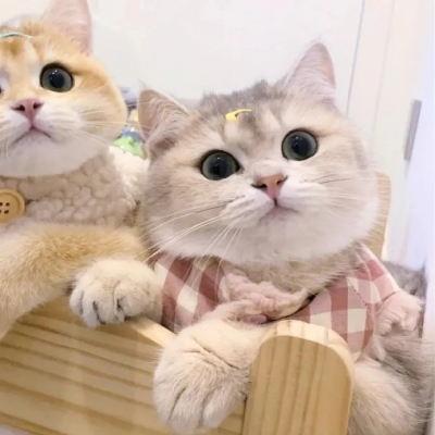 超萌可爱的猫咪治愈系情头图片