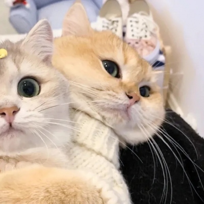 超萌可爱的猫咪治愈系情头图片