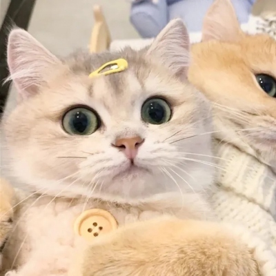 超萌可爱的猫咪治愈系情头图片