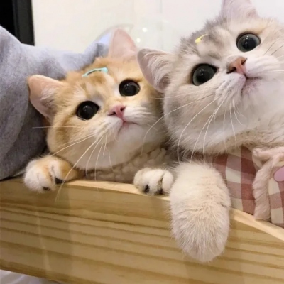 超萌可爱的猫咪治愈系情头图片