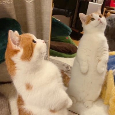 高清相亲相爱的可爱头像两只小猫咪图片 两只猫咪头像