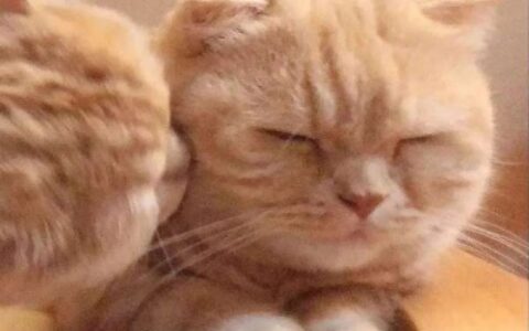 高清超可爱的猫咪情侣头像图片 可爱cp头像猫咪
