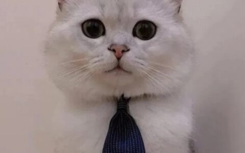 高清超萌的微信猫猫情侣头像一对两张图片 情侣可爱猫猫微信头像