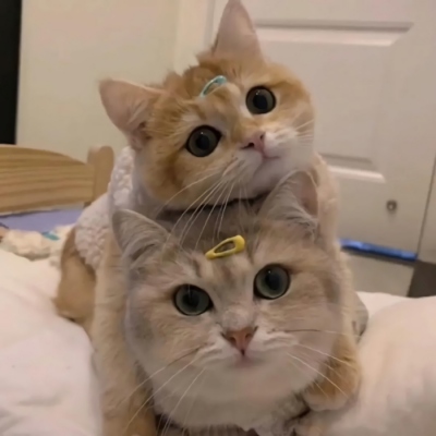 高清超萌的微信猫猫情侣头像一对两张图片 情侣可爱猫猫微信头像