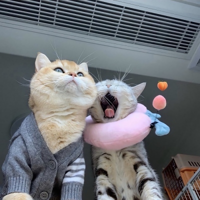 高清超萌的微信猫猫情侣头像一对两张图片 情侣可爱猫猫微信头像