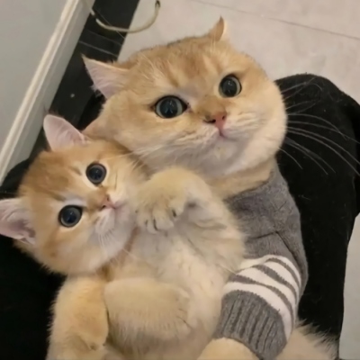 高清超萌的微信猫猫情侣头像一对两张图片 情侣可爱猫猫微信头像
