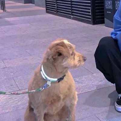 高清可爱的对象是动物情头真人图片 对象是动物情头