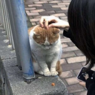 高清可爱的对象是动物情头真人图片 对象是动物情头