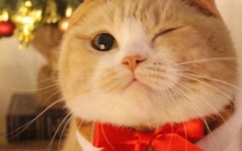 高清超有爱的情头双人超甜猫咪图片 超甜可爱猫咪情侣头像