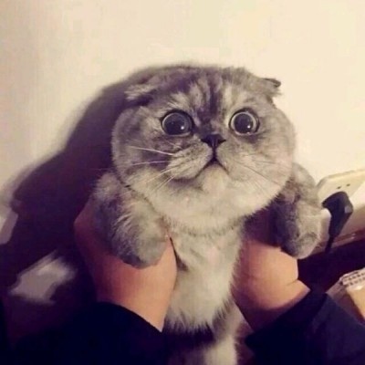 高清超有爱的情头双人超甜猫咪图片 超甜可爱猫咪情侣头像