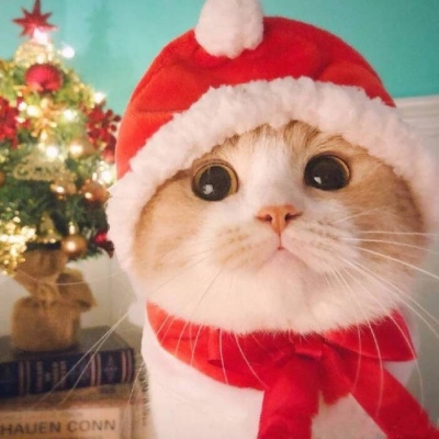 高清超有爱的情头双人超甜猫咪图片 超甜可爱猫咪情侣头像