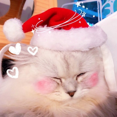 高清超有爱的情头双人超甜猫咪图片 超甜可爱猫咪情侣头像
