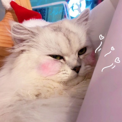 高清超有爱的情头双人超甜猫咪图片 超甜可爱猫咪情侣头像