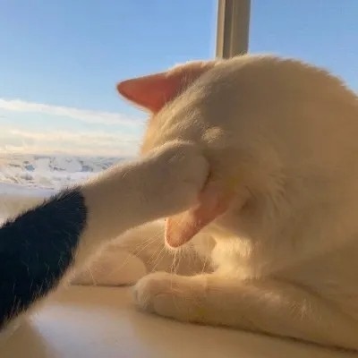 高清超有爱的情头双人超甜猫咪图片 超甜可爱猫咪情侣头像