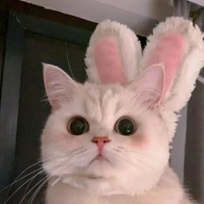 高清超有爱的情头双人超甜猫咪图片 超甜可爱猫咪情侣头像