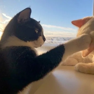 高清超有爱的情头双人超甜猫咪图片 超甜可爱猫咪情侣头像