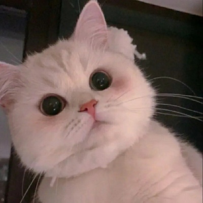 高清超有爱的情头双人超甜猫咪图片 超甜可爱猫咪情侣头像