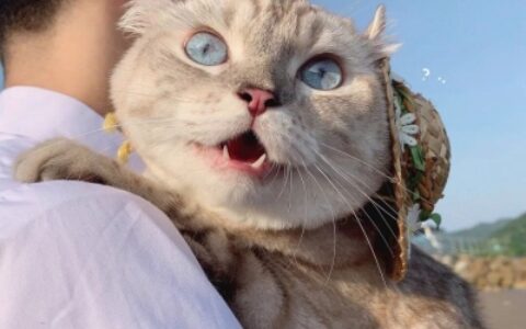 高清猫咪情头可爱一对情侣头像图片 情头可爱猫咪一对