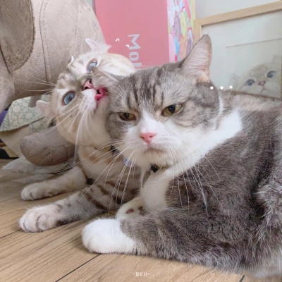 高清猫咪情头可爱一对情侣头像图片 情头可爱猫咪一对