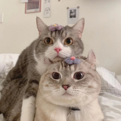 高清猫咪情头可爱一对情侣头像图片 情头可爱猫咪一对