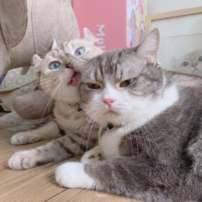 高清猫咪情头可爱一对情侣头像图片 情头可爱猫咪一对
