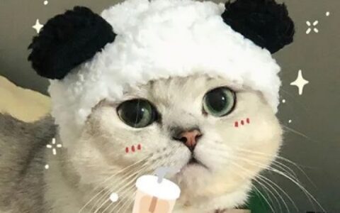 高清双人情头小猫咪可爱卖萌照片 可爱软萌猫咪情头