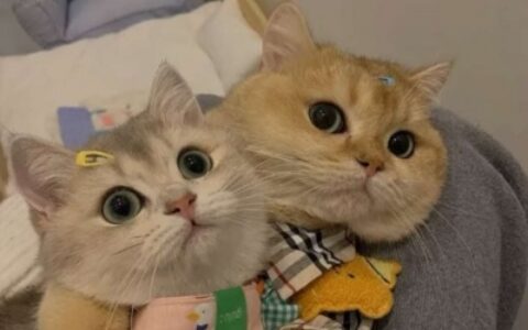 可爱双人双张猫咪情头图片