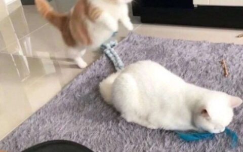 直萌情侣头像可爱动物一对高清图片 猫狗cp情头可爱