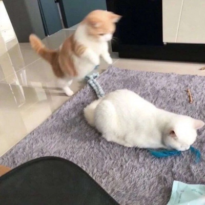 直萌情侣头像可爱动物一对高清图片 猫狗cp情头可爱