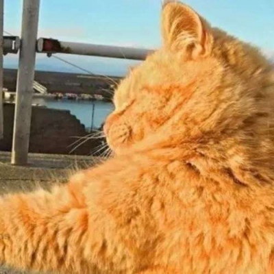 直萌情侣头像可爱动物一对高清图片 猫狗cp情头可爱